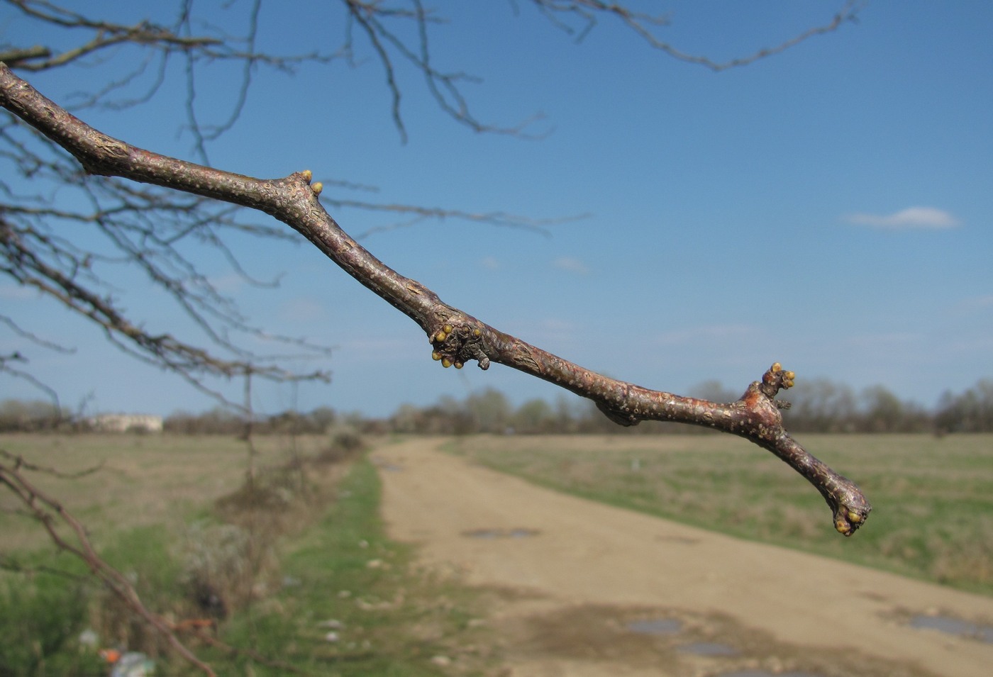 Изображение особи Gleditsia triacanthos.