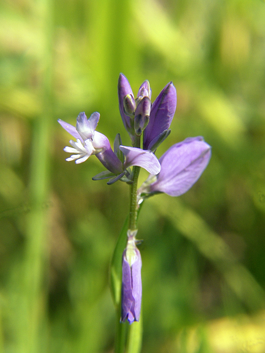 Image of Polygala vulgaris specimen.