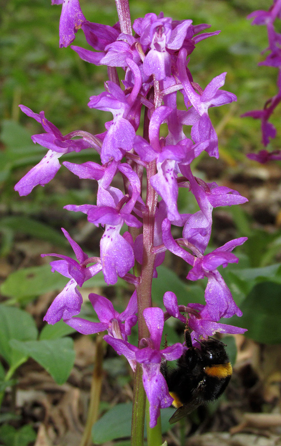 Image of Orchis mascula specimen.