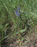 Veronica prostrata