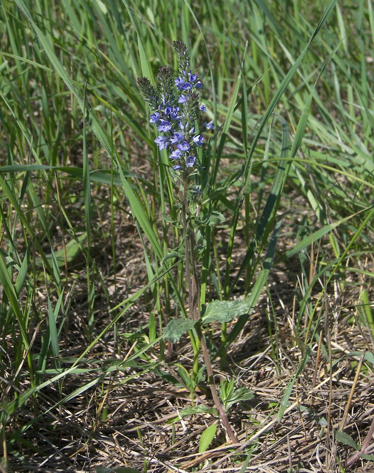 Изображение особи Veronica prostrata.