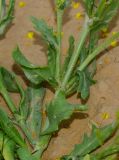 Nasturtiopsis coronopifolia