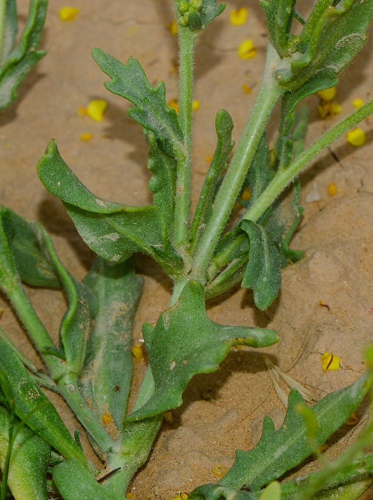 Изображение особи Nasturtiopsis coronopifolia.