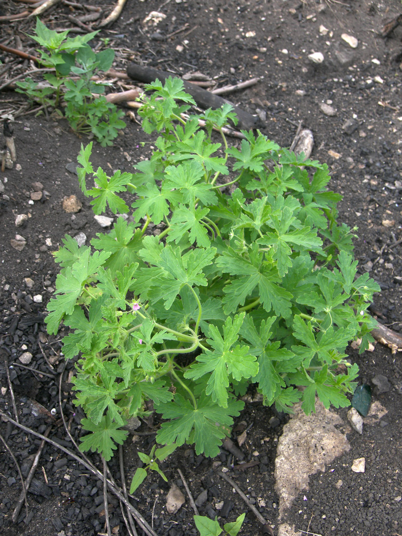 Image of Geranium divaricatum specimen.