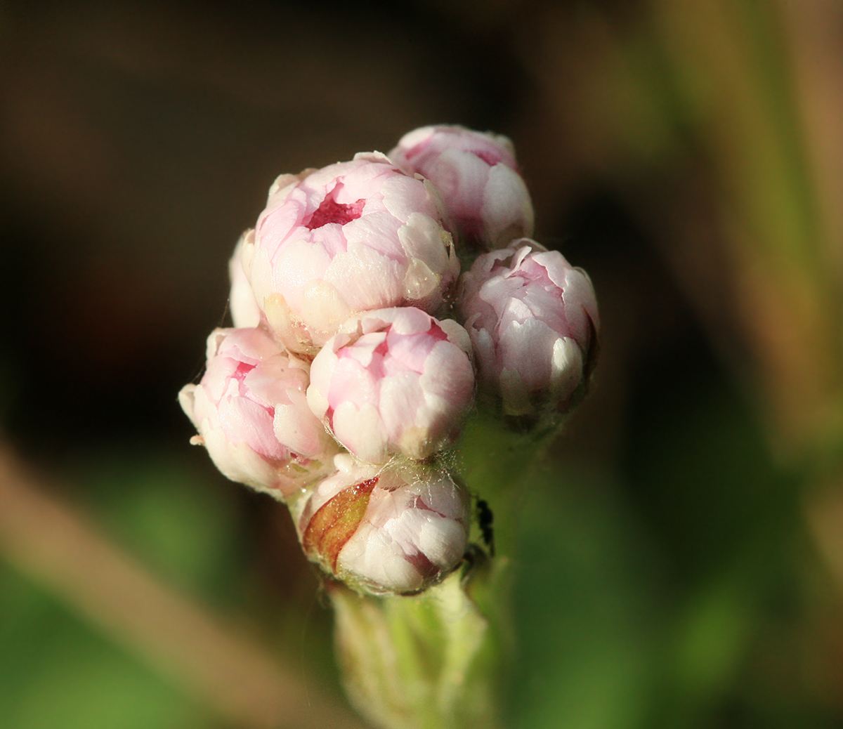 Изображение особи Antennaria dioica.