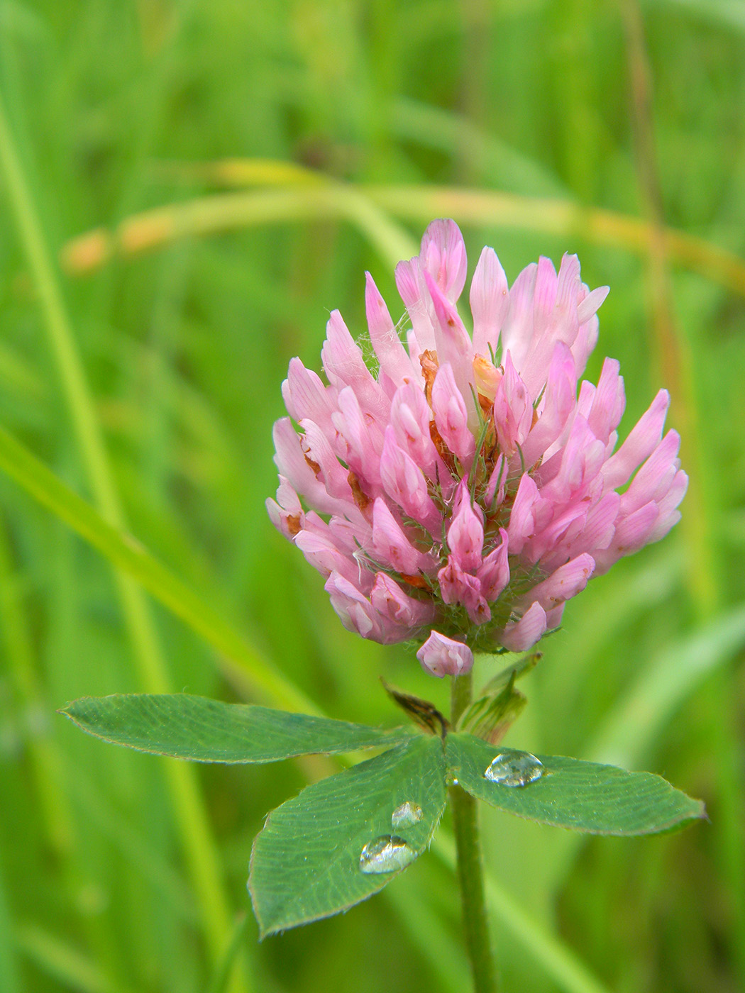 Image of Trifolium pratense specimen.