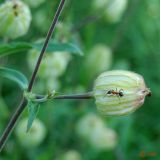 Melandrium album