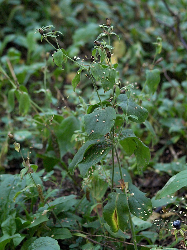 Изображение особи Melandrium dioicum.