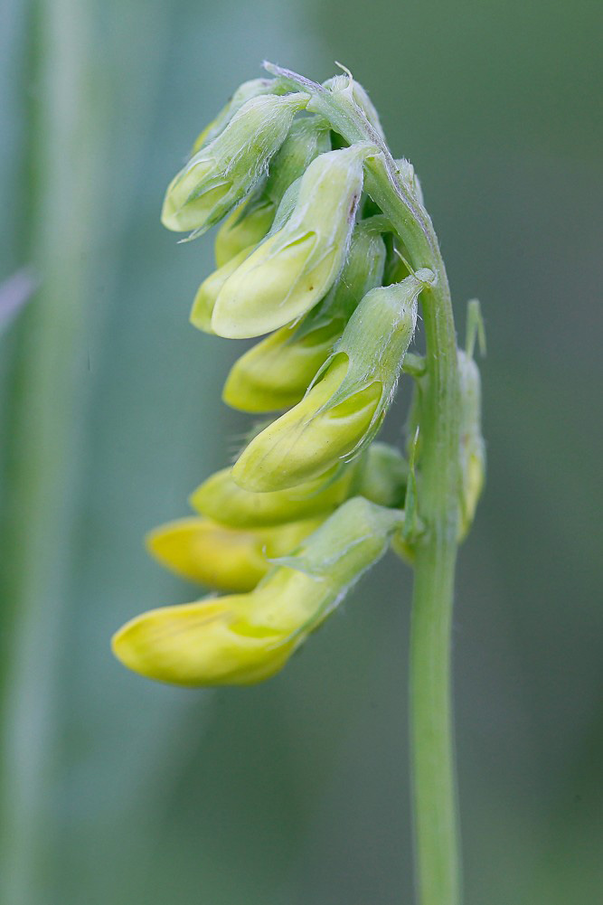 Image of Lathyrus pratensis specimen.