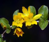 Lysimachia nummularia. Цветки и листья. Московская обл., Раменский р-н, окр. ж.-д. платформы Хрипань, смешанный лес у ЛЭП. 13.06.2016.
