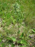 Eryngium planum. Зацветающее растение. Украина, Черкасская обл., Маньковский р-н, с. Буки, Букский каньон, остепнённый луговой склон. 11.06.2016.