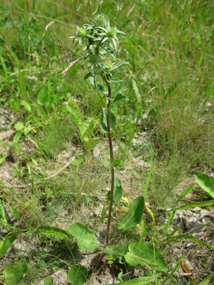 Image of Eryngium planum specimen.