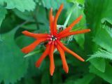 Lychnis fulgens