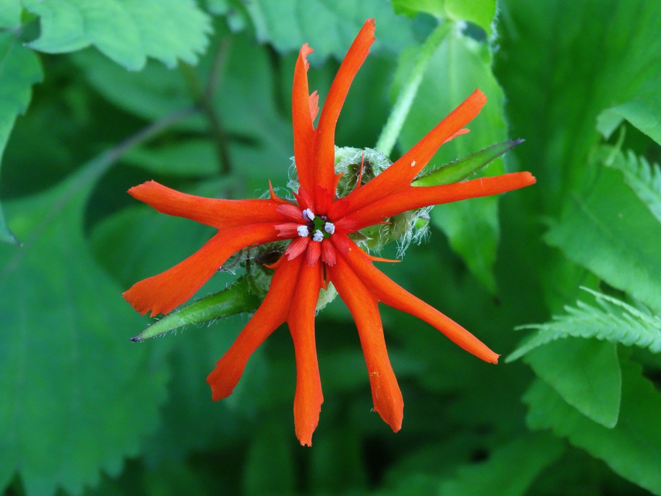 Изображение особи Lychnis fulgens.