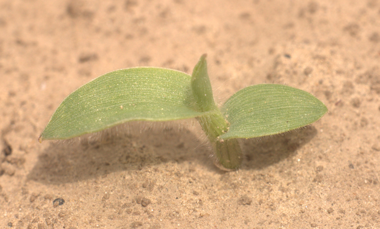 Изображение особи Digitaria sanguinalis.