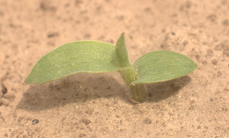 Image of Digitaria sanguinalis specimen.