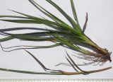 Carex diluta