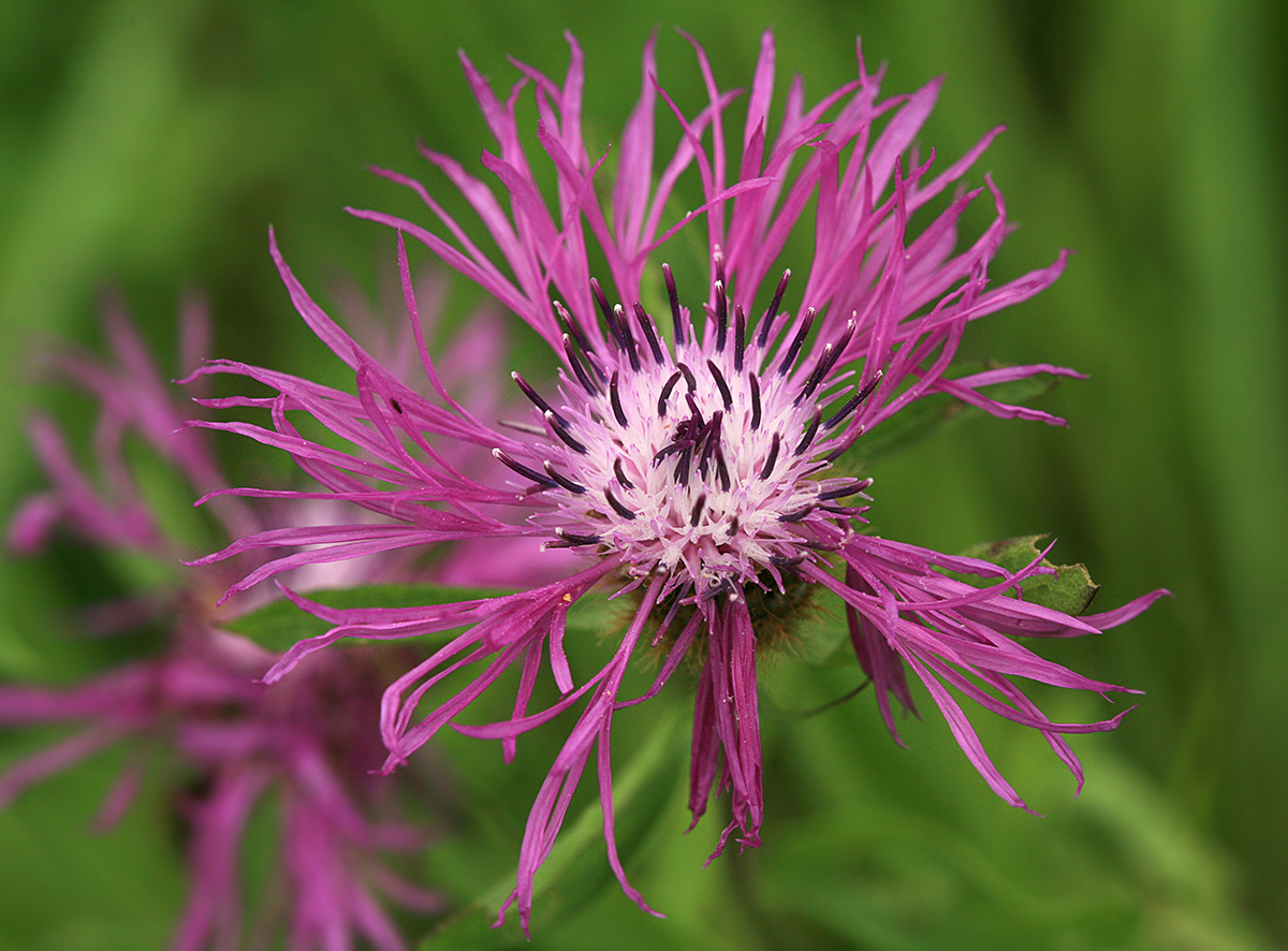 Изображение особи Centaurea phrygia.