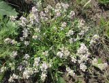 Thymus marschallianus