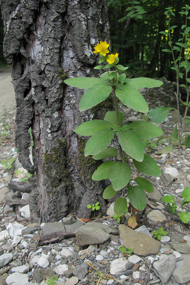 Image of Lysimachia verticillaris specimen.