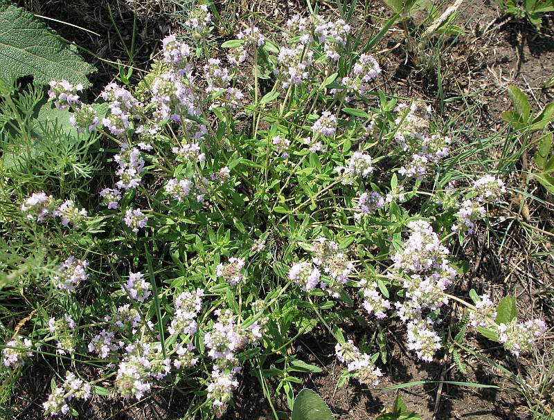 Изображение особи Thymus marschallianus.