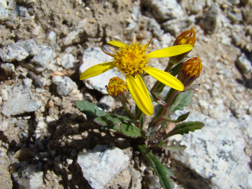 Image of Senecio thianschanicus specimen.