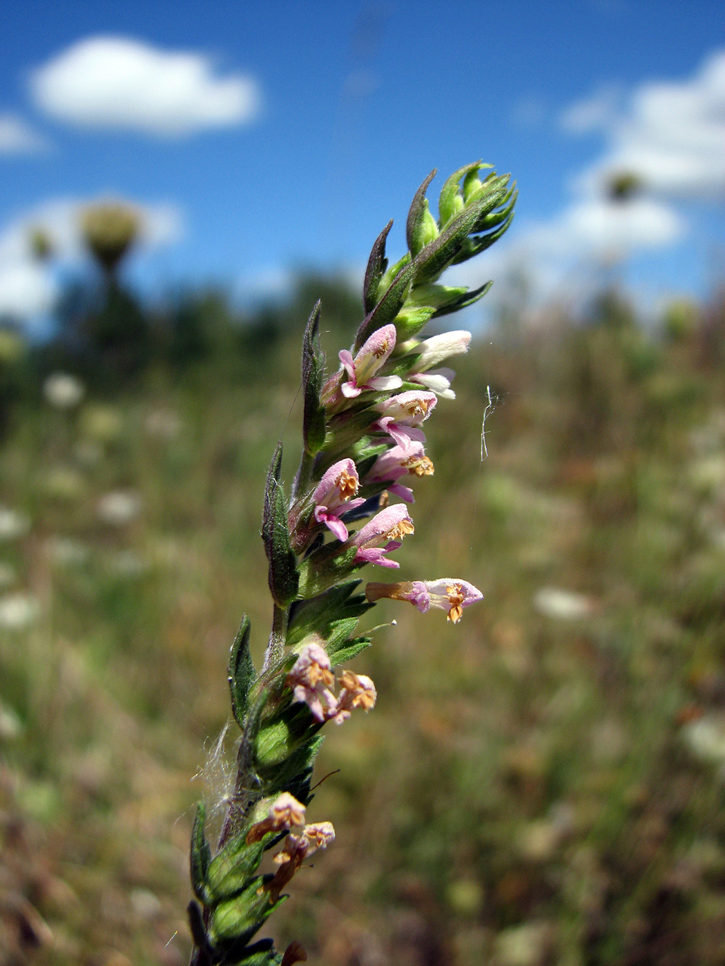 Изображение особи Odontites vulgaris.