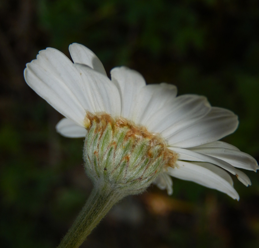 Изображение особи Pyrethrum poteriifolium.