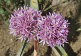 Allium akaka