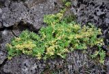 Alchemilla alpina