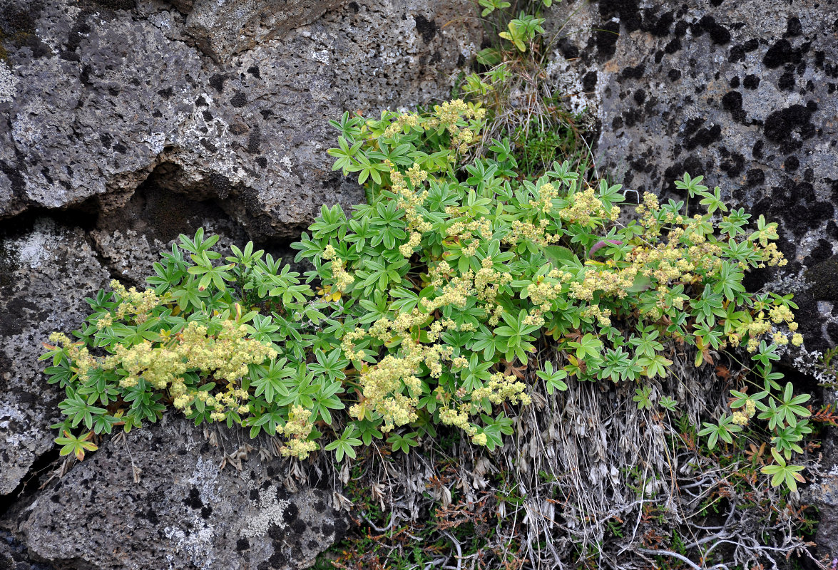 Изображение особи Alchemilla alpina.