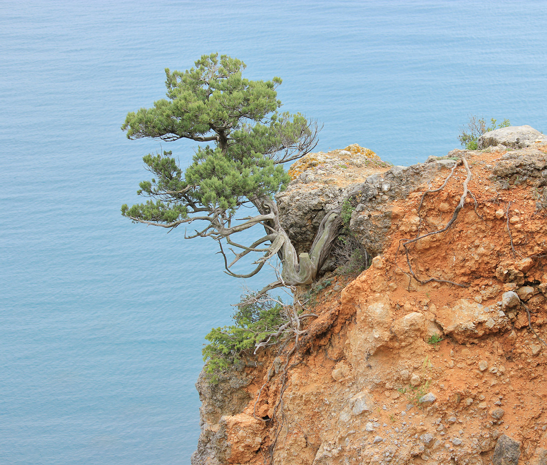 Image of Juniperus excelsa specimen.