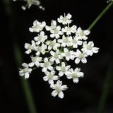 Pimpinella saxifraga