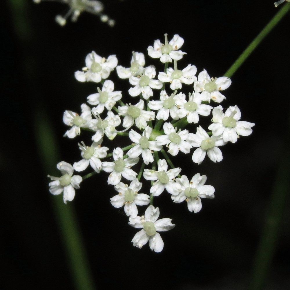 Изображение особи Pimpinella saxifraga.