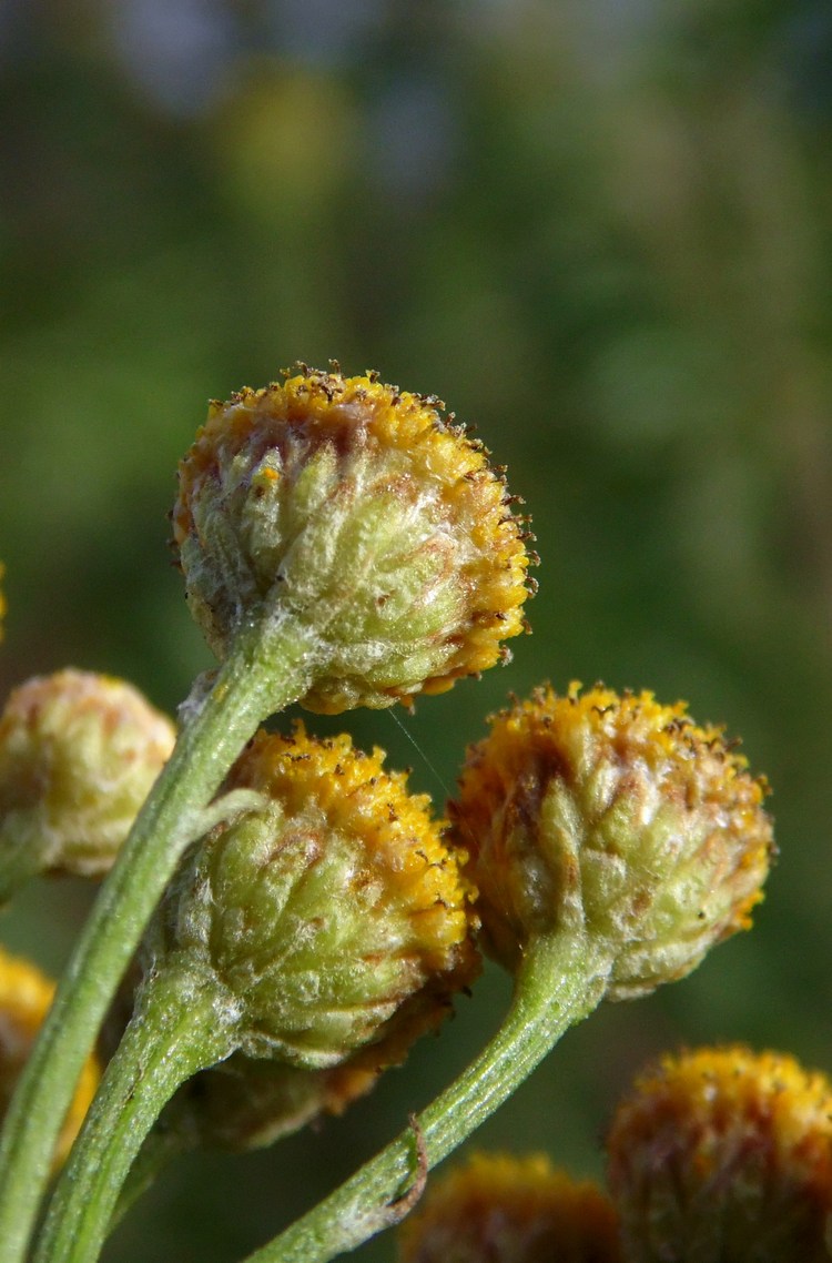 Изображение особи Tanacetum vulgare.