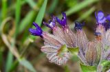 Anchusa undulata. Соцветие. Израиль, Верхняя Галилея (западная часть), курган Кдита, над деревней Миилия, выс. ок. 370м н. у. м. 16.04.2015.