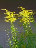 Solidago canadensis