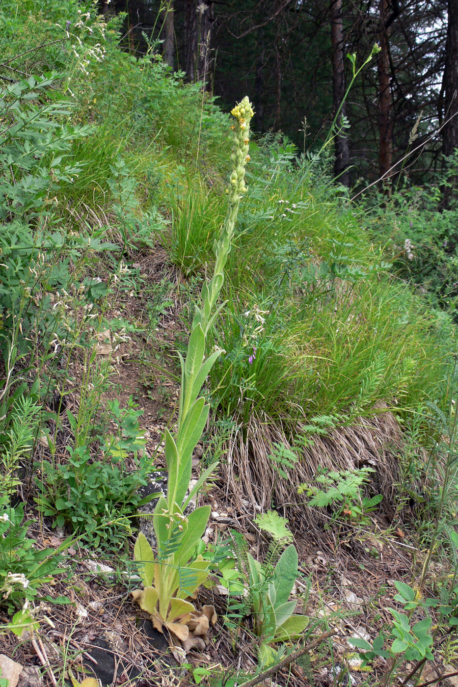 Изображение особи Verbascum thapsus.