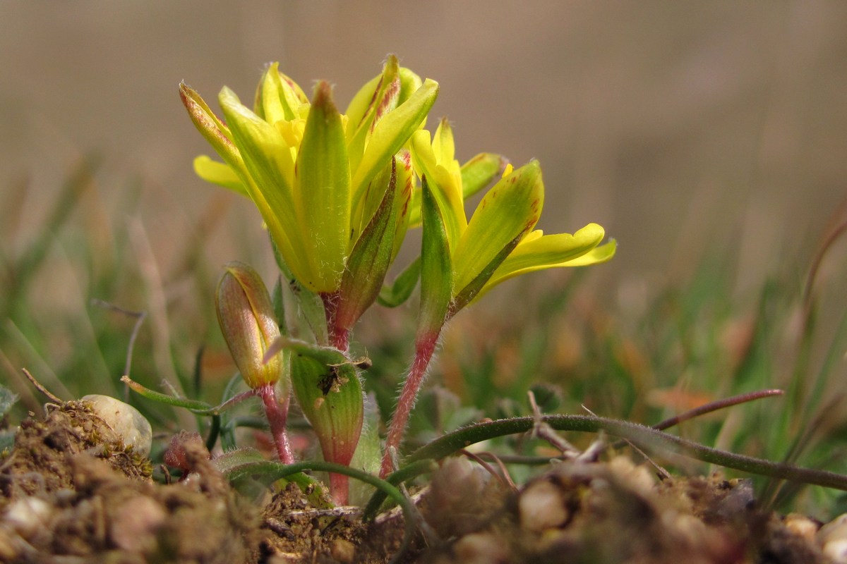Image of Gagea bohemica specimen.