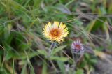 Erigeron allochrous