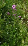 Hesperis sibirica