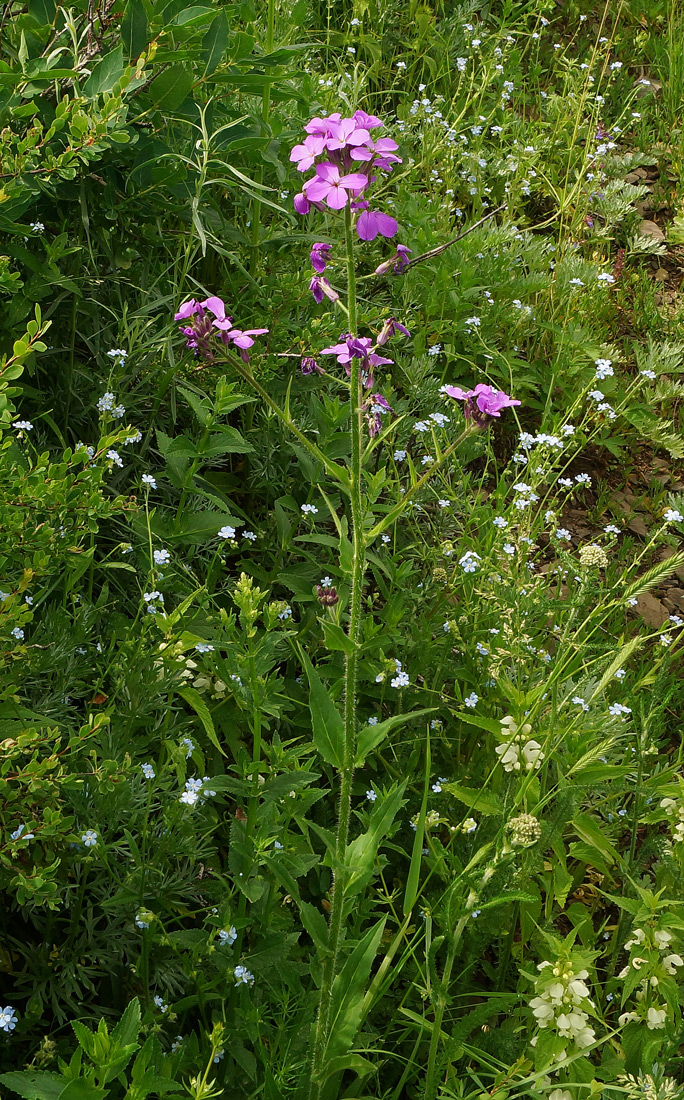 Image of Hesperis sibirica specimen.