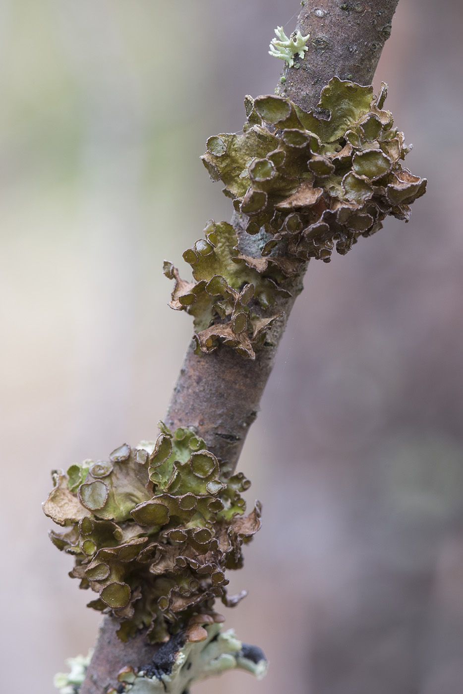 Image of Cetraria sepincola specimen.