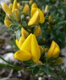 Genista angustifolia. Цветки и листья. Адыгея, хр. Уна-Коз, заросли кустарников на горном склоне близ обрыва, выс. ≈ 1000 м н.у.м. 30.04.2016.