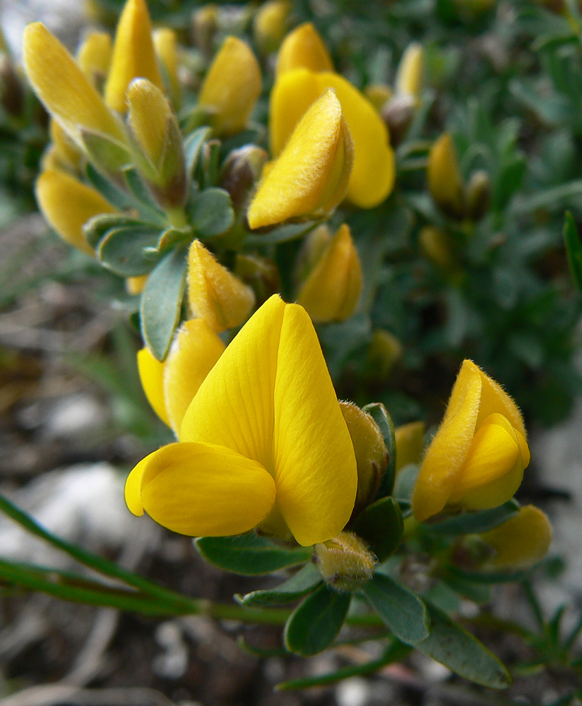 Image of Genista angustifolia specimen.