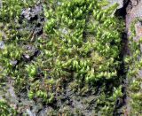 Pylaisia polyantha. Верхушки побегов гаметофитов с созревшими спорогонами. Московская обл., Раменский р-н, окр. ж.-д. платформы Хрипань, смешанный лес у ЛЭП. 06.10.2015.