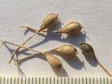 Camelina microcarpa