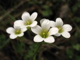 Saxifraga granulata. Цветки. ФРГ, земля Северный Рейн-Вестфалия, р-н Ойскирхен, окр. г. Бад-Мюнстерайфель, травянистый склон у обочины дороги. 27 мая 2010 г.