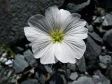 Cerastium lithospermifolium