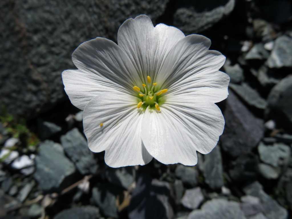 Image of Cerastium lithospermifolium specimen.